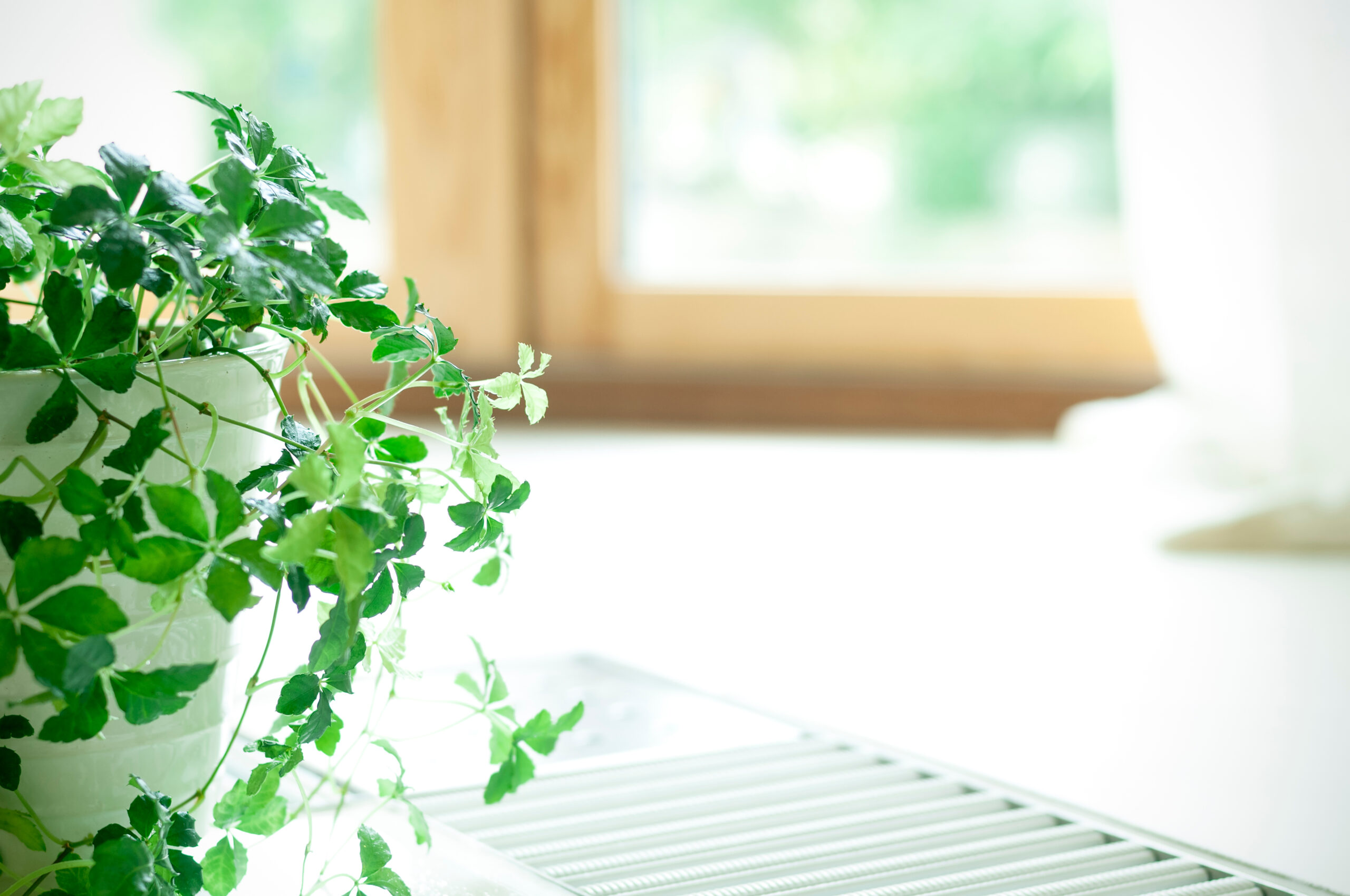 オフィスに置いても枯れにくい観葉植物